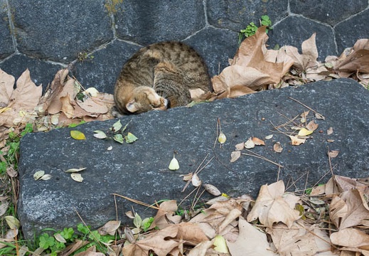 201512061335-DSC02679RX10.jpg