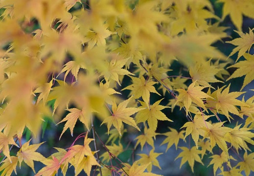 201512091321-DSC01291.jpg
