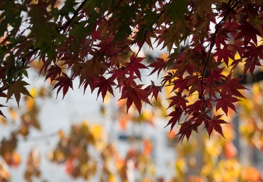 201512131307-DSC02996RX10.jpg