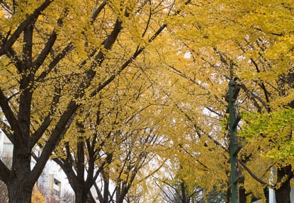 201512131519-DSC03076RX10.jpg