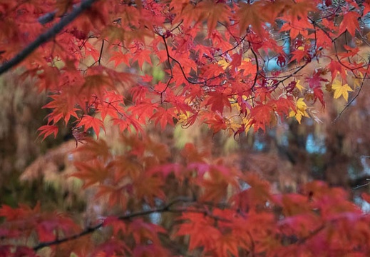 201512131547-DSC03152RX10.jpg