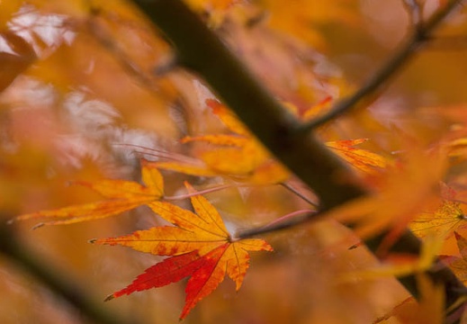 201512141453-DSC01853.jpg