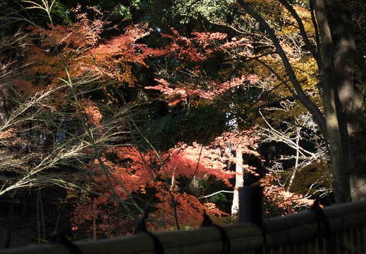201512291246-DSC03699RX10.jpg