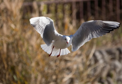 201512301330-DSC02298.jpg