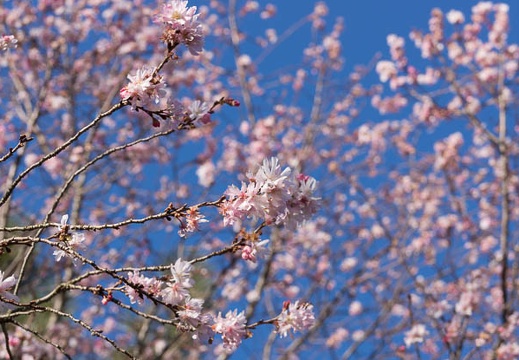 201512301349-DSC02348.jpg