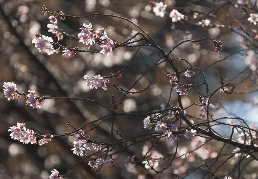 201512301436-DSC02388.jpg