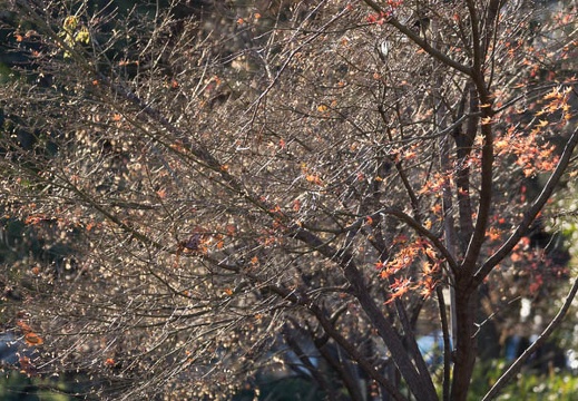 201512301506-DSC02407.jpg