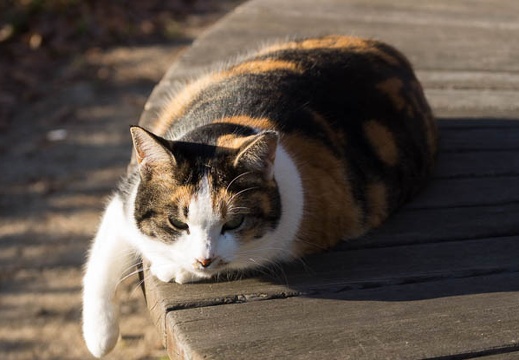 201512301513-DSC02439.jpg