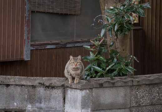 201512311701-DSC03764RX10.jpg