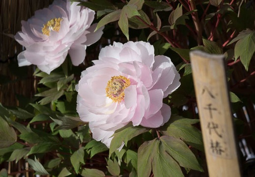 201601201503-DSC04315.jpg
