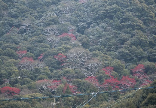 201601251520-DSC05029RX10.jpg