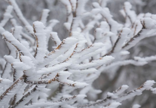 201602011059-DSC05147RX10.jpg