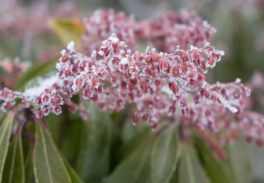 201602011155-DSC05190RX10.jpg