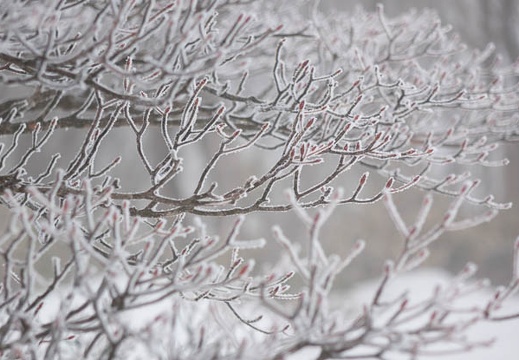 201602011242-DSC05241RX10.jpg
