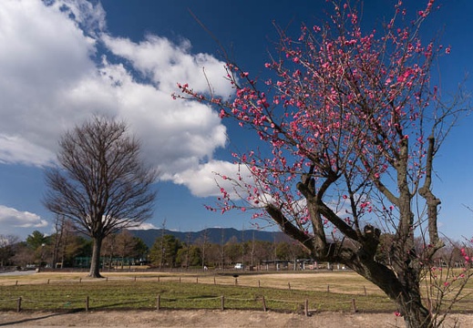 201602021103-DSC02922N6.jpg