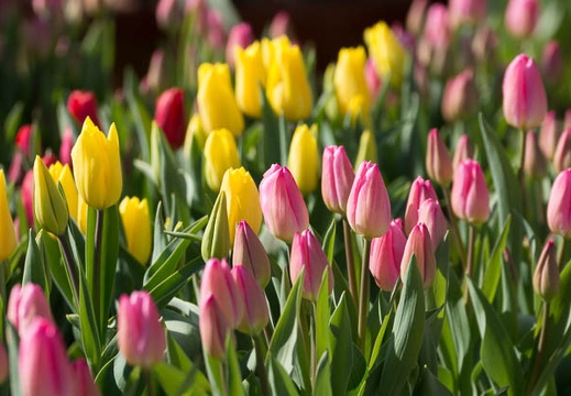 201602021119-DSC03266.jpg