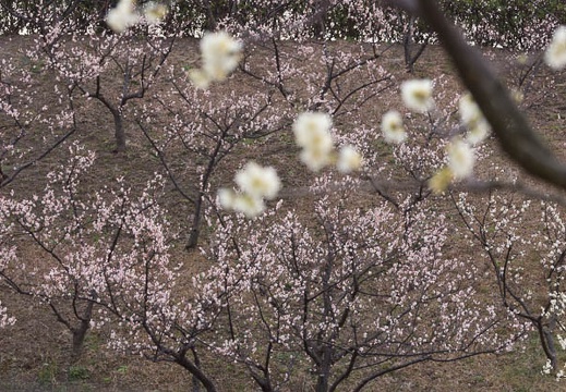 201602210709-DSC04498.jpg