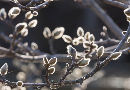 201602211552-DSC04857.jpg