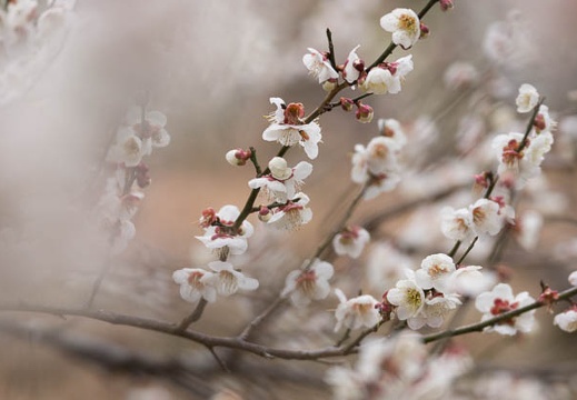 201602220814-DSC04900.jpg