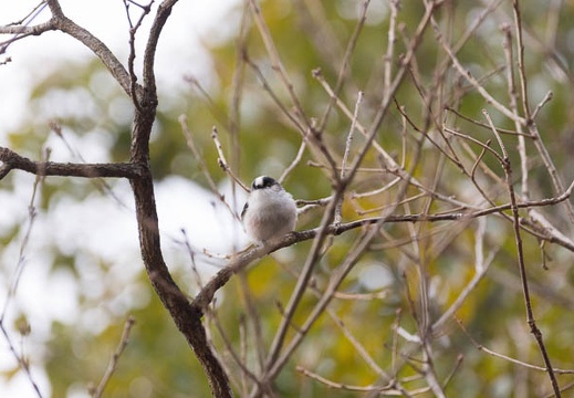 201602220824-DSC04910.jpg