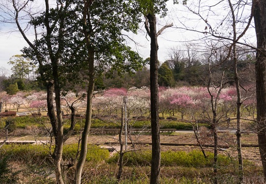 201602231248-DSC03747N6.jpg