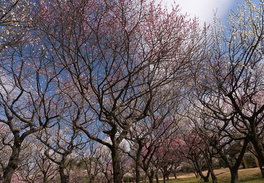 201602231255-DSC03762N6.jpg