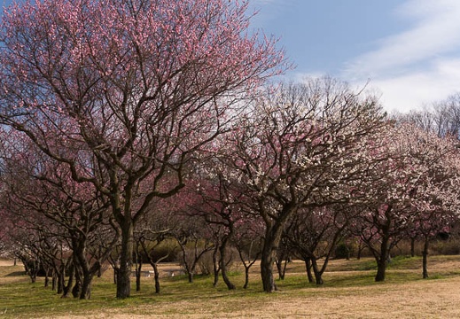 201602231300-DSC03775N6.jpg