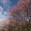 201602231301-DSC03779N6.jpg