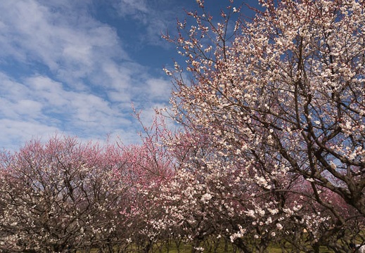 201602231302-DSC03785N6.jpg