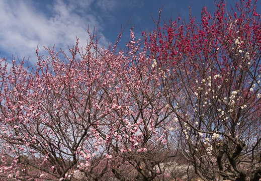 201602231309-DSC03800N6.jpg