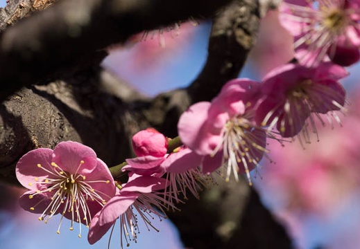 201602251506-DSC05398.jpg