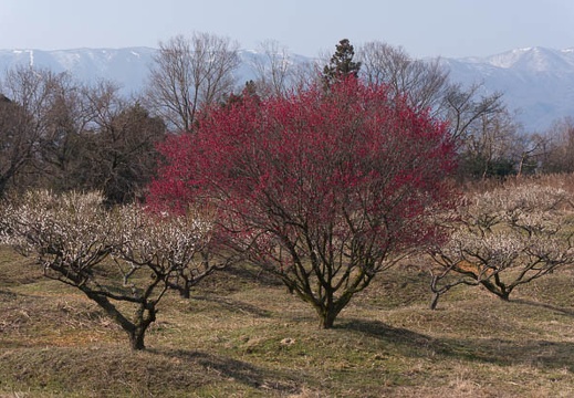 201602280926-DSC04103N6.jpg