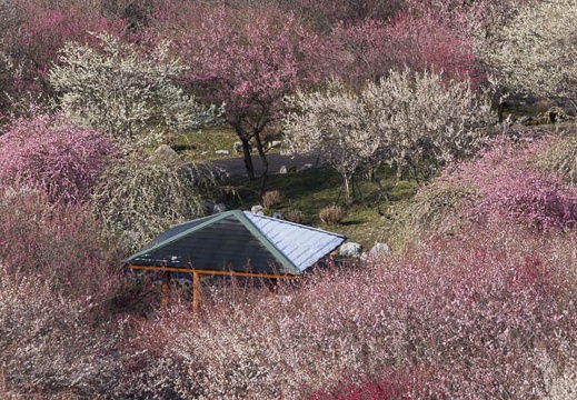 201603020851-DSC06023.jpg