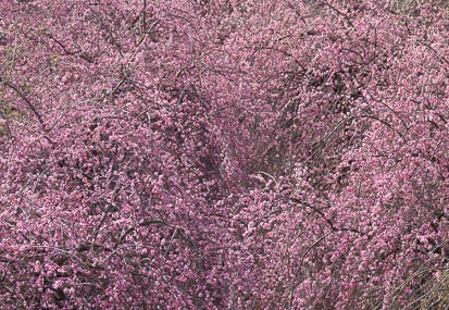 201603020919-DSC09833A55.jpg