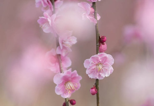 201603020937-DSC09846A55.jpg