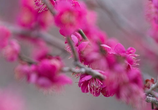 201603020947-DSC09856A55.jpg