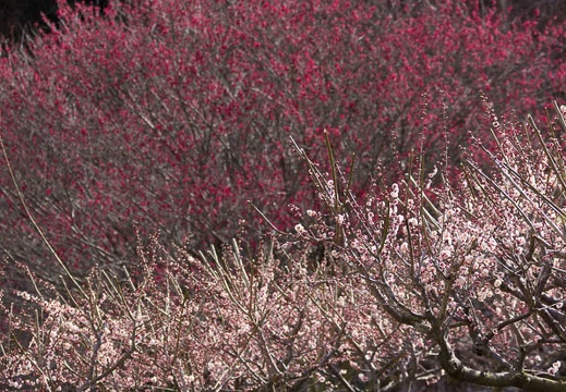 201603021046-DSC09903A55.jpg