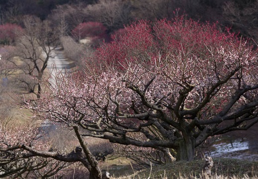 201603021054-DSC09906A55.jpg