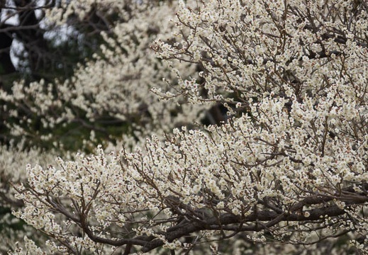 201603051339-DSC06541.jpg
