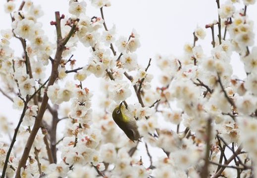 201603051352-DSC06567.jpg