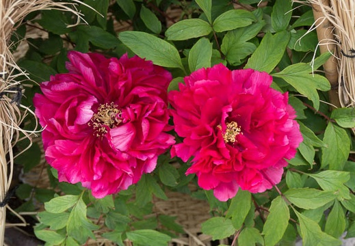 201603051401-DSC04158N6.jpg