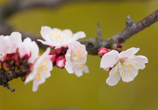 201603051414-DSC06652.jpg