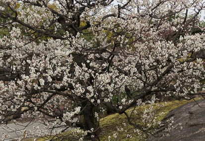 201603051416-DSC04166N6.jpg