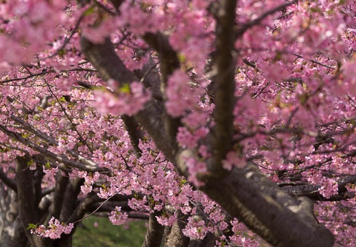 201603081201-DSC07072.jpg