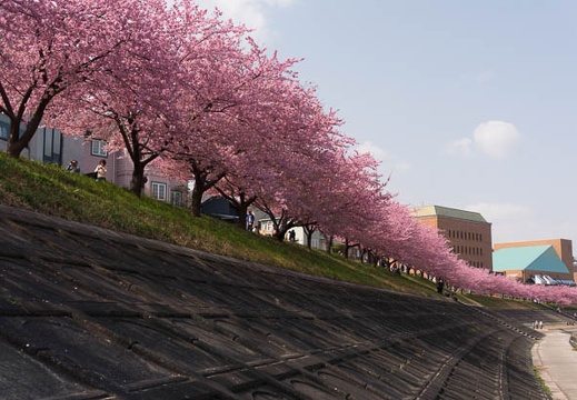 03.08 乙川の河津桜
