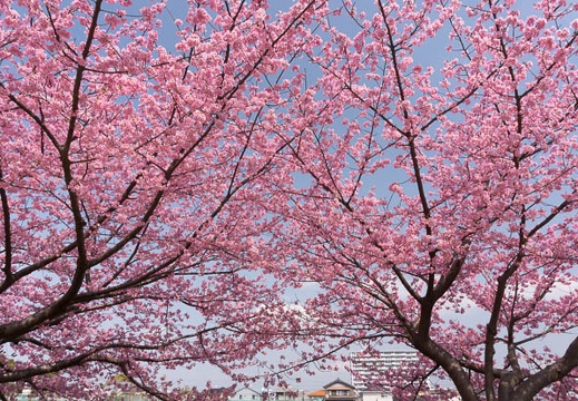 201603081219-DSC04296N6.jpg