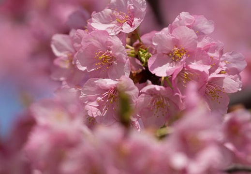 201603081227-DSC07105.jpg