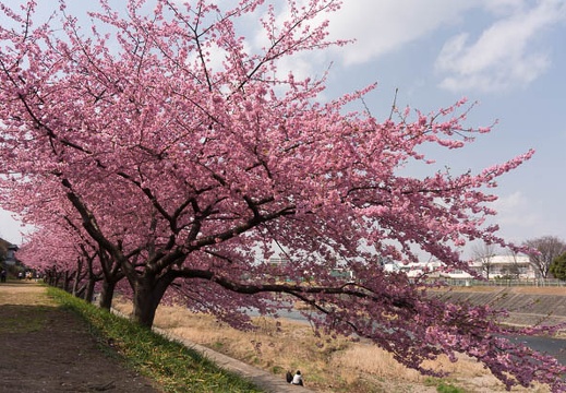 201603081240-DSC04323N6.jpg