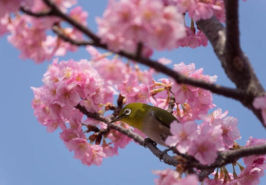 201603081256-DSC07176.jpg