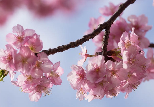 201603081257-DSC07179.jpg